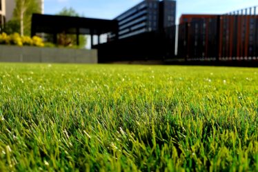 lawn